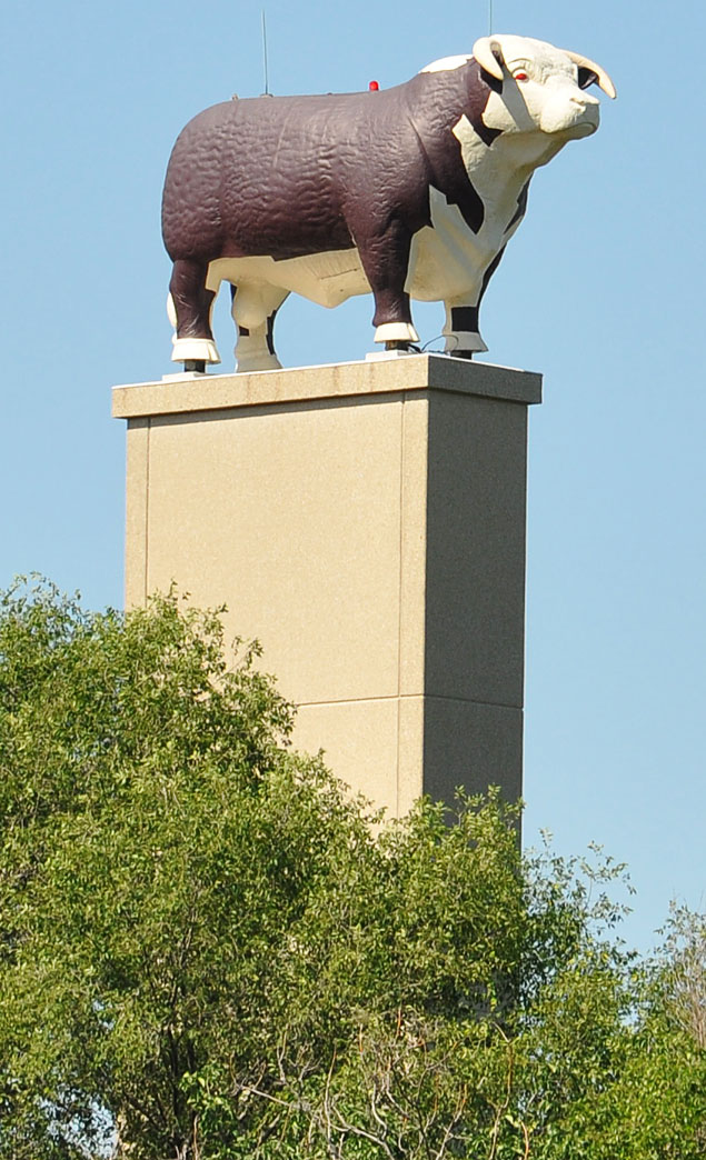 Image result for kansas city bull