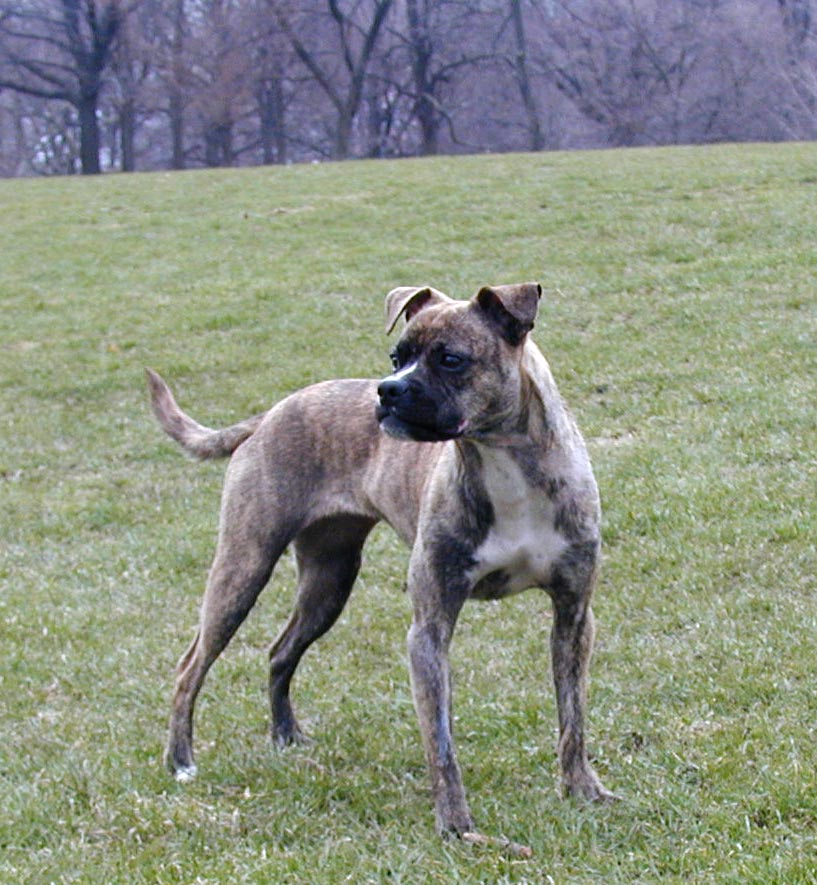 Border terrier whippet sales cross